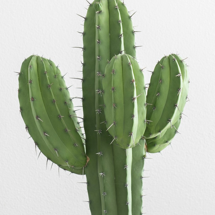 Set de 3 cactus