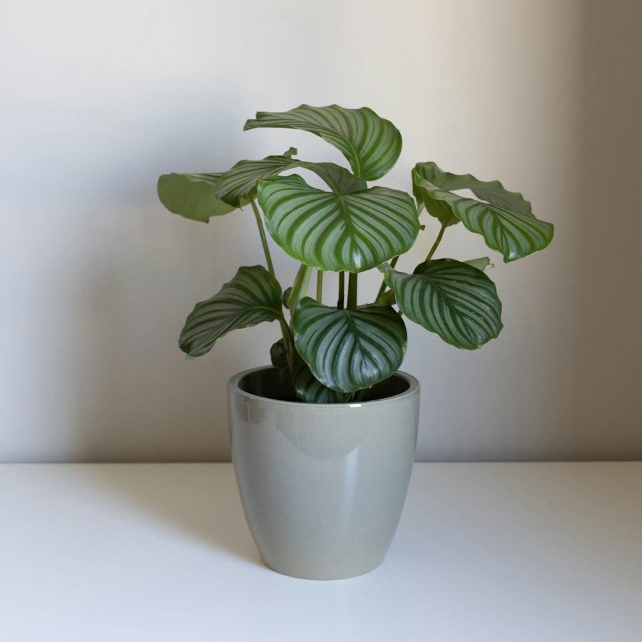 Calathea orbifolia