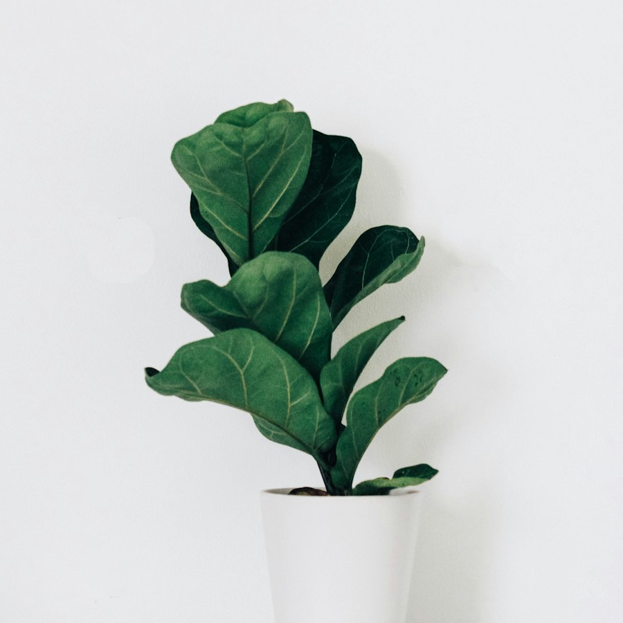 Ficus lyrata