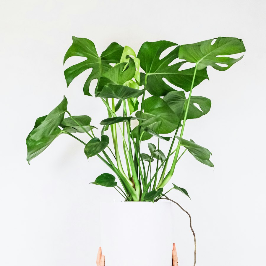 Monstera deliciosa