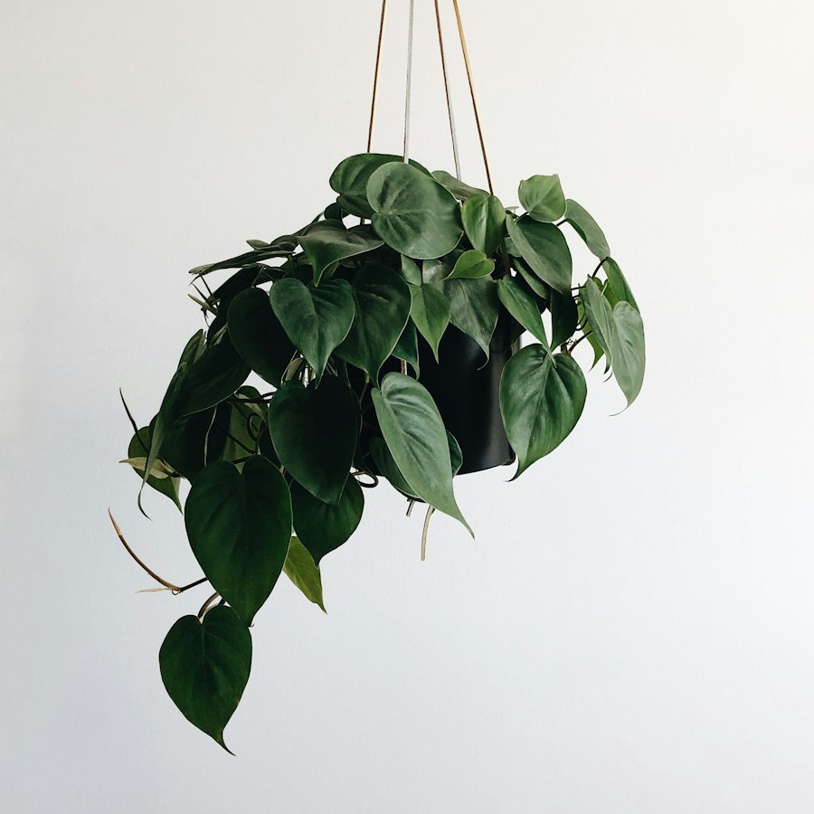 Pothos colgante