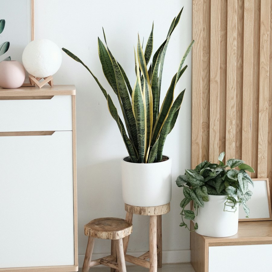 Sansevieria Trifasciata